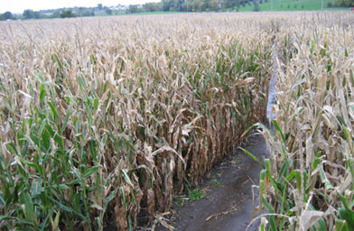 
                    The corn maze takes up 14 acres. It's located by the highway, but Nicola and Aaron Peterson say when you wander around the maze, it's quite peaceful.
                                            (Angela Kim)
                                        