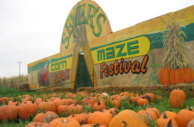 
                    Patrons to the Sever's Corn Maze can buy pumpkins at the main entrance. The maze is located 10 minutes away from the Peterson family farm. They plant the corn in the spring and start cutting down the maze routes in the summer.
                                            (Angela Kim)
                                        