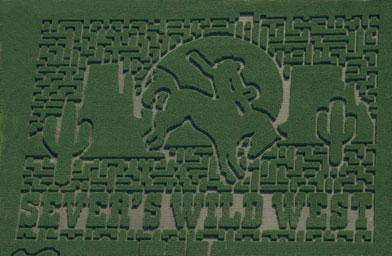 
                    An aerial photo of the Sever's Corn Maze taken in July 2007. The corn from the maze is being harvested this fall for animal feed.
                                            (Courtesy of Nicola Peterson)
                                        