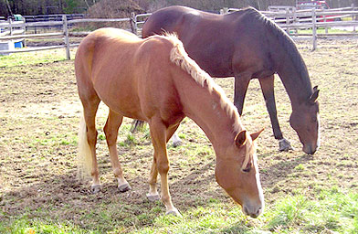 
                    Horses grazing in the sun at North Gate Farm in Subury, Mass.
                                            (Sean Cole)
                                        