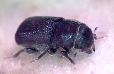 
                    A mountain pine beetle.
                                            (Ryan Bracewell)
                                        