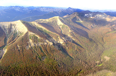 
                    All the red trees are whitebark pine killed by mountain pine beetles.
                                            (EcoFlight)
                                        