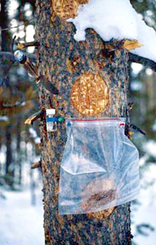 
                    Tools for sampling mountian pine beetle in a lodgepole pine.
                                            (Barbara Bentz)
                                        