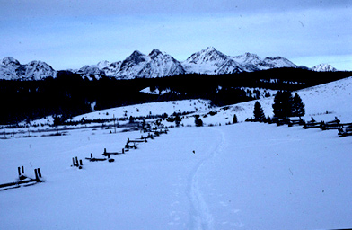 
                    Skiing into a field site for sampling bark beetles near Stanley, Idaho.
                                            (Barbara Bentz)
                                        