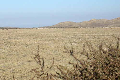 
                    Fallow fields and a layer of central valley smog, across the street from the prison.
                                            (Krissy Clark)
                                        