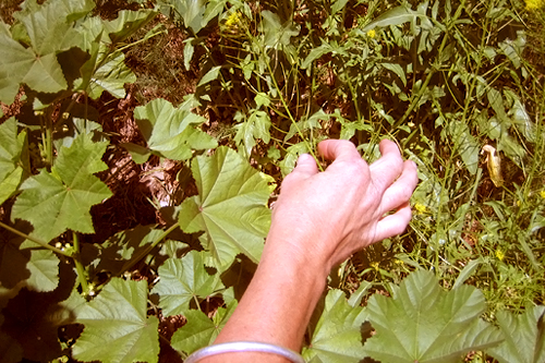 
                    Picking mustard flowers for the salad.
                                            (Suzie Lechtenberg)
                                        