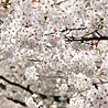 A sure sign of spring -- cherry blossoms in bloom.