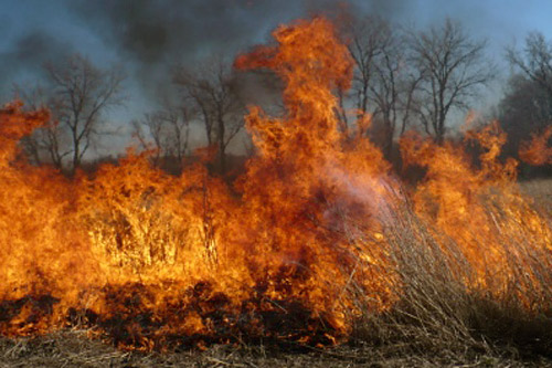 
                    Fire consumes Jantzen's prairie grasses.
                                            (Sylvia Gross)
                                        