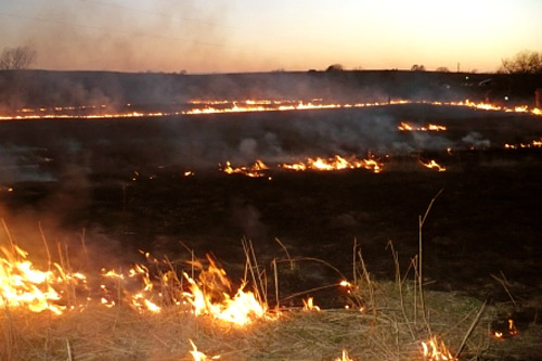 
                    A pasture burning in long thin rows of fire.
                                            (Sylvia Gross)
                                        