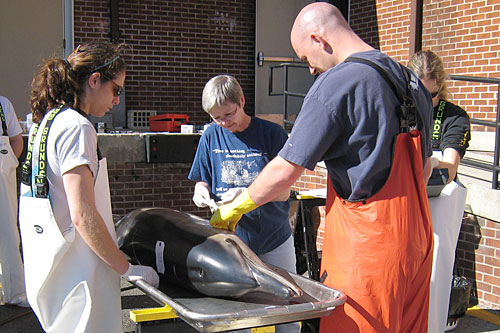 
                    Ann Pabst (center) works with students to take measures from the corpse of a stranded deep-water dolphin.
                                            (Megan Williams)
                                        