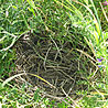 Wild duck nest