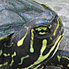 Paul the Turtle