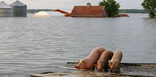 Pigs stranded in Oakville, Iowa