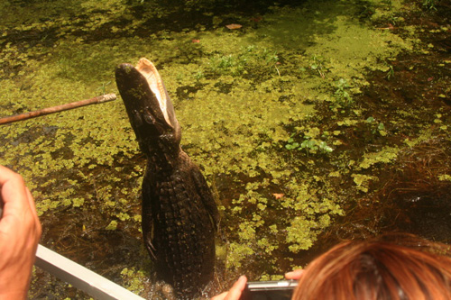 
                    Feeding alligators is discouraged in Lousiana, for obvious reasons.
                                            (Daniel May)
                                        