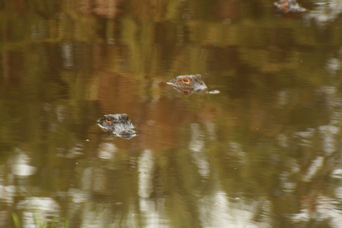 
                    Gators in the swamp.
                                            (Daniel May)
                                        