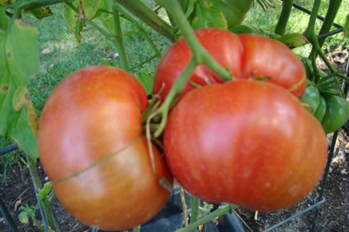 
                    Pappenfus tomatoes on the vine.
                                            (Joyce Pappenfus)
                                        