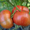 Pappenfus Tomatoes