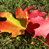 Maple leaves in mid-color change.