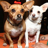 Rusco and Angel of "Beverly Hills Chihuahua"