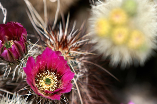 
                    A view of cacti flowers in California.  Cacti are succulent plants.
                                            (Gabriel Bouys/AFP/Getty Images)
                                        